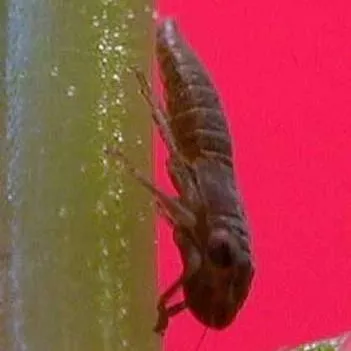 thumbnail for publication: Sharpshooters, Leafhoppers, Cicadellidae (Insecta: Hemiptera: Auchenorrhyncha: Cicadellidae)